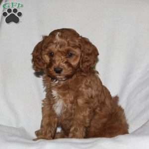 Mr. Sandy, Cockapoo Puppy
